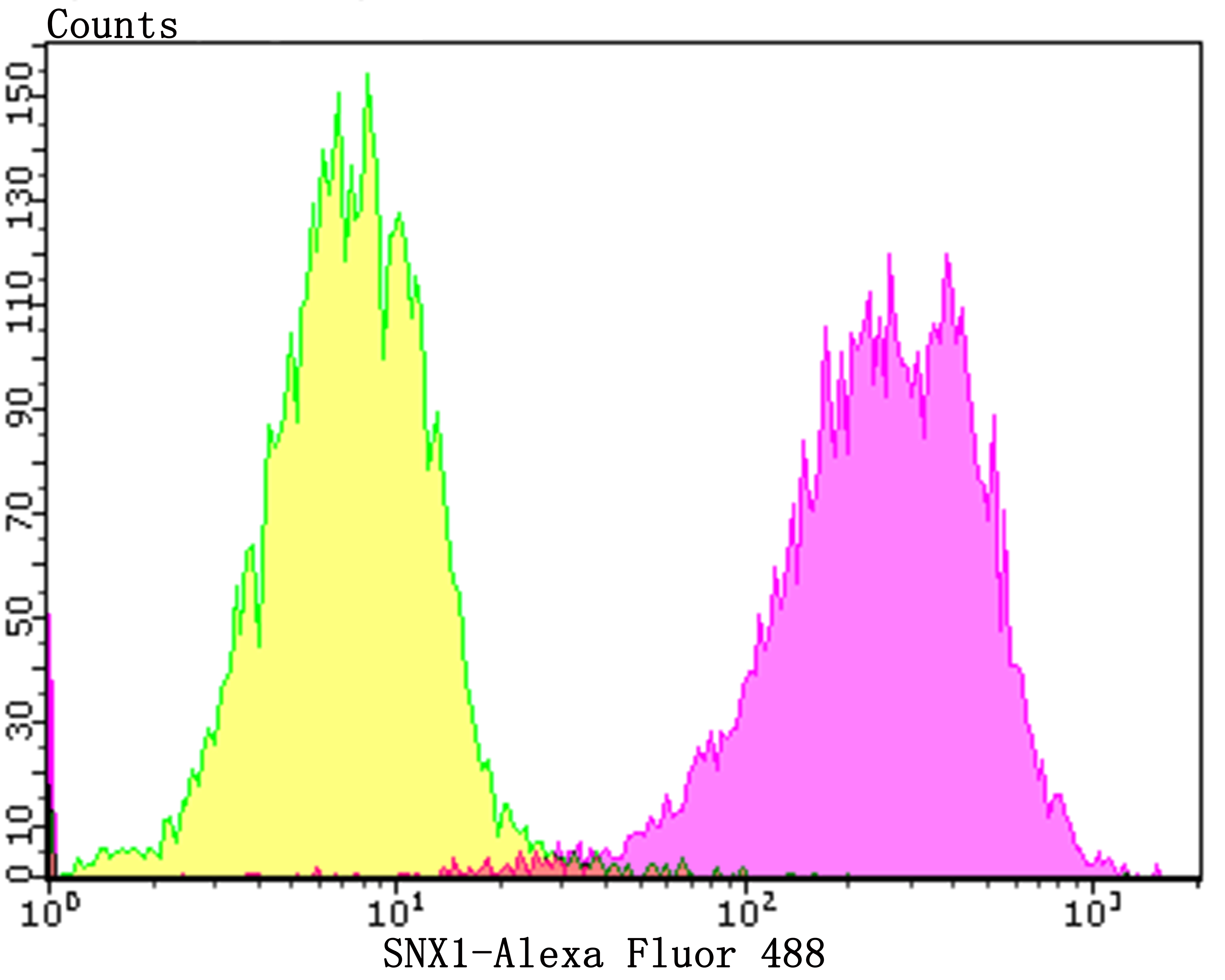 SNX1 Antibody