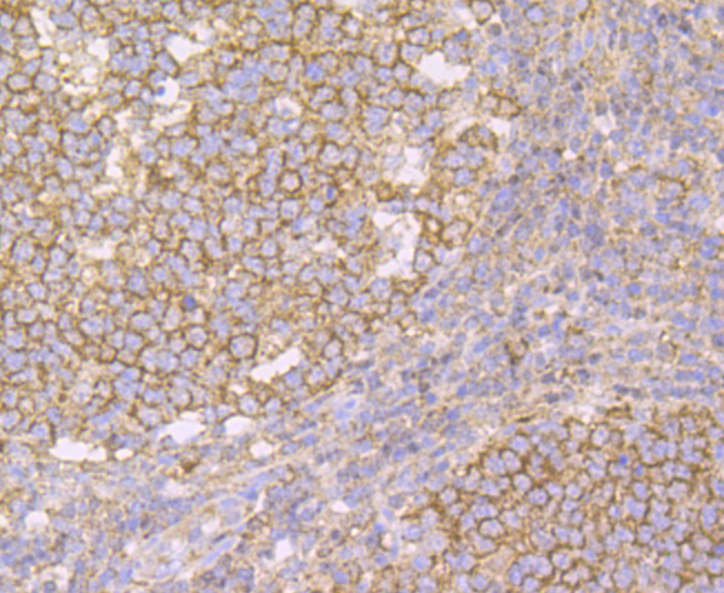 IMPDH2 Antibody