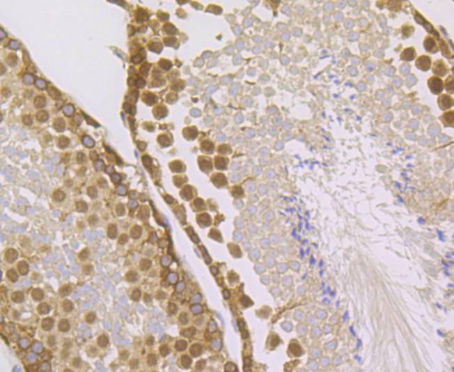 IMPDH2 Antibody