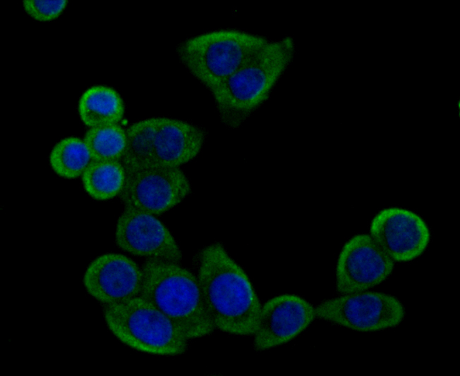 IMPDH2 Antibody