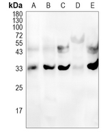 ALKBH5 Rabbit Polyclonal Antibody