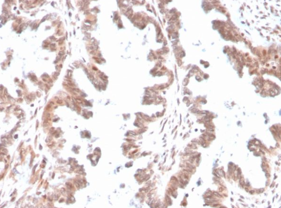 GDF9 Antibody