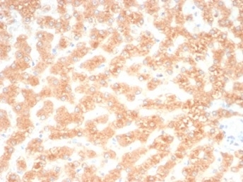 RBP4 Antibody