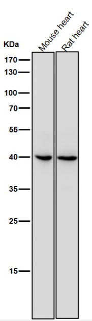 IL11RA Rabbit Monoclonal Antibody