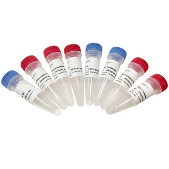 Vazyme - T7 RNAi Transcription Kit