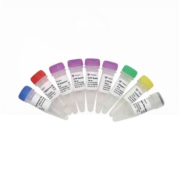 Vazyme - T7 High Yield RNA Transcription Kit