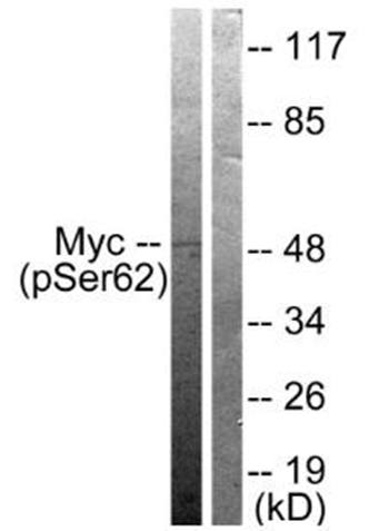 Myc (Phospho-Ser62) Antibody