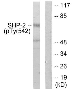 SHP-2 (Phospho-Tyr542) Antibody