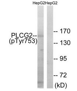 PLCG2 (Phospho-Tyr753) Antibody