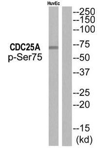 CDC25A (Phospho-Ser76) Antibody