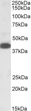 A4GNT/alpha4GNT Antibody