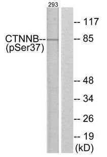 Catenin-β (Phospho-Ser37) Antibody