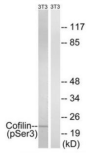 Cofilin (Phospho-Ser3) Antibody