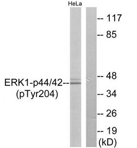 p44/42 MAP Kinase (Phospho-Tyr204) Antibody