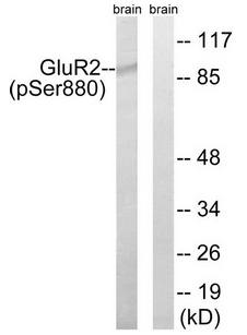 GluR2 (Phospho-Ser880) Antibody