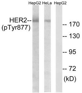 HER2 (Phospho-Tyr877) Antibody