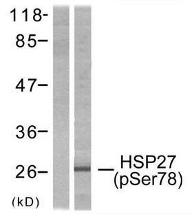 HSP27 (Phospho-Ser78) Antibody