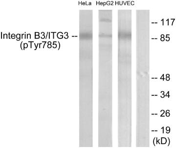 Integrin β3 (Phospho-Tyr785) Antibody