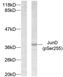 JunD (Phospho-Ser255) Antibody