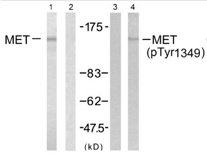 Met (Phospho-Tyr1349) Antibody