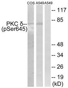 PKC δ (Phospho-Ser645) Antibody