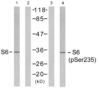 S6 Ribosomal Protein (Phospho-Ser235) Antibody