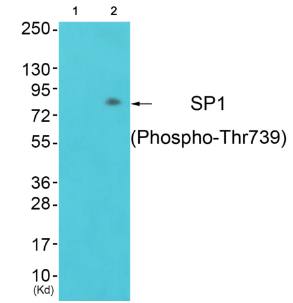 SP1 (Phospho-Thr739) Antibody