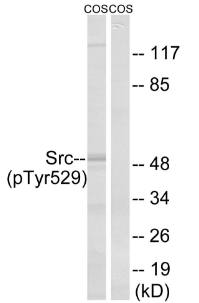 Src (Phospho-Tyr529) Antibody