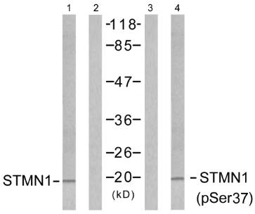 Stathmin 1 (Phospho-Ser37) Antibody