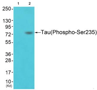 Tau (Phospho-Ser235) Antibody
