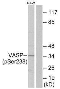 VASP (Phospho-Ser238) Antibody