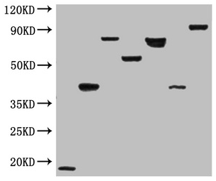 Flag Tag Antibody