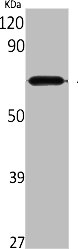 AAAS Antibody