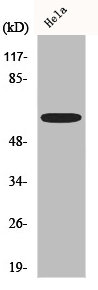 AATF Antibody