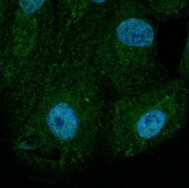 BAX Antibody