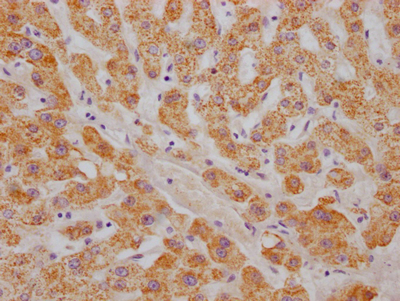 ABAT Antibody