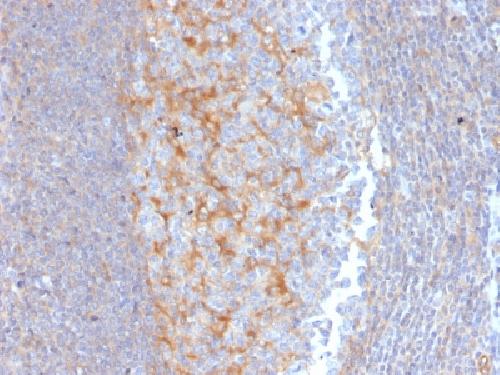 ABCC1 Antibody