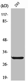 ABCC13 Antibody