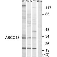 ABCC13 Antibody