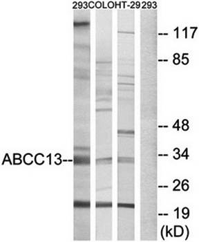 ABCC13 Antibody