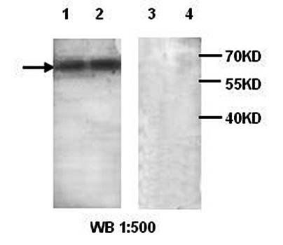 ABCE1 Rabbit Polyclonal Antibody
