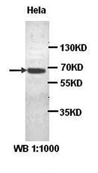 ABCE1 Rabbit Polyclonal Antibody