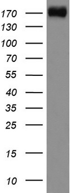 ABCF2 Antibody