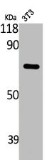 ABCF2 Antibody