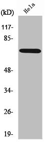 ABCF2 Antibody