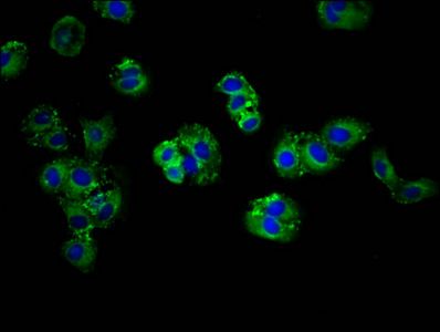 ABCG5 Antibody