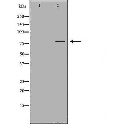 ABCG8 Antibody