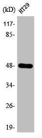 ABHD2 Antibody