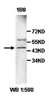 ABHD2 Rabbit Polyclonal Antibody