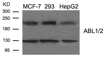 ABL1/ABL2 Antibody